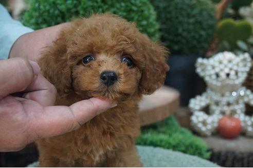 成約済の京都府のティーカッププードル-58115の3枚目