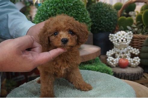 成約済の京都府のティーカッププードル-58115の2枚目