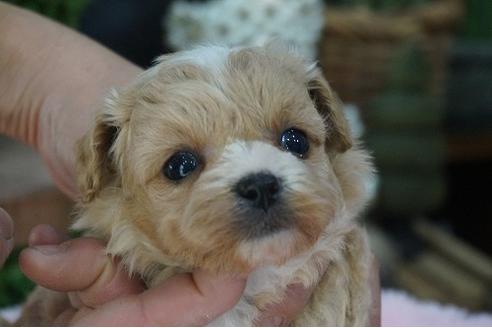 成約済の京都府のチワプー:チワワ×トイプードル-58907の1枚目