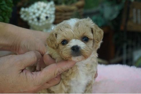 成約済の京都府のチワプー:チワワ×トイプードル-58907の3枚目