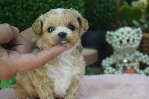 成約済の京都府のチワプー:チワワ×トイプードル-58907の2枚目