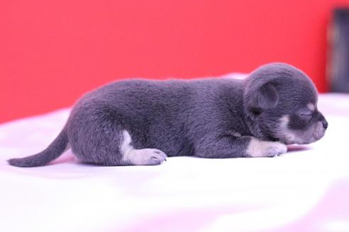 成約済の愛知県のチワワ(スムースコート)-58923の2枚目