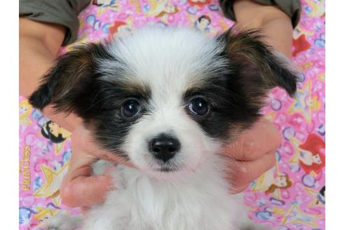 成約済の千葉県のパピヨン-58165の4枚目