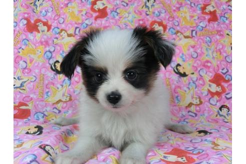 成約済の千葉県のパピヨン-58165の3枚目