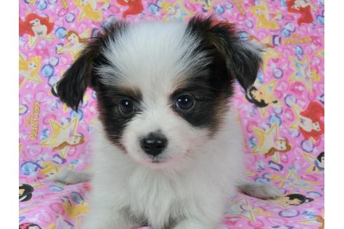 成約済の千葉県のパピヨン-58165の2枚目