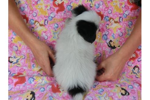 成約済の千葉県のパピヨン-58165の1枚目