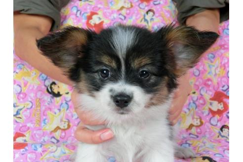 成約済の千葉県のパピヨン-58166の4枚目