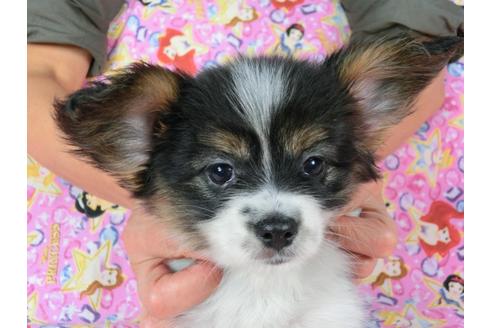 成約済の千葉県のパピヨン-58166の3枚目