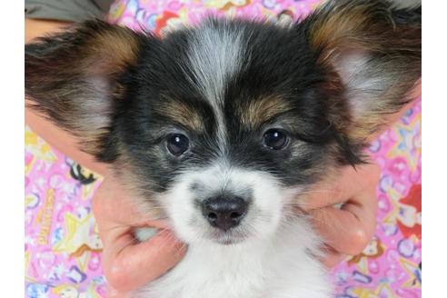 成約済の千葉県のパピヨン-58166の2枚目