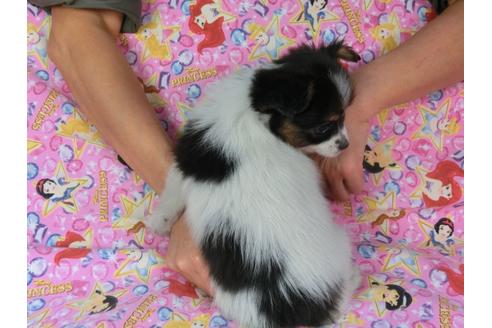 成約済の千葉県のパピヨン-58166の1枚目