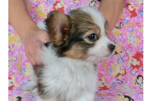 成約済の千葉県のパピヨン-58521の4枚目