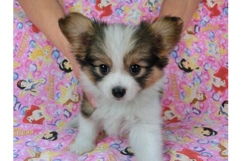 成約済の千葉県のパピヨン-58521の1枚目