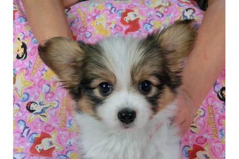 成約済の千葉県のパピヨン-58521の3枚目