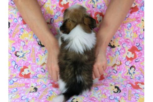 成約済の千葉県のパピヨン-58521の2枚目