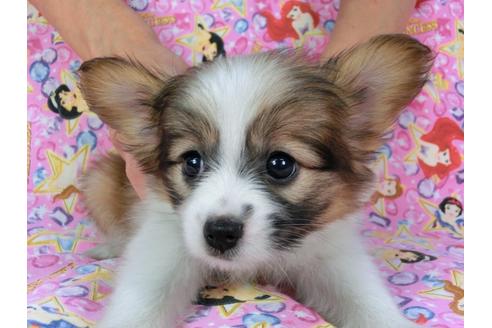 成約済の千葉県のパピヨン-58522の4枚目