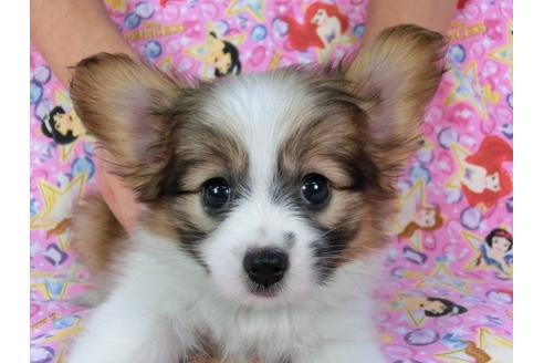 成約済の千葉県のパピヨン-58522の3枚目