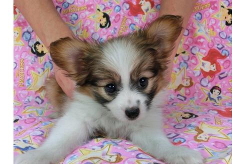 成約済の千葉県のパピヨン-58522の2枚目