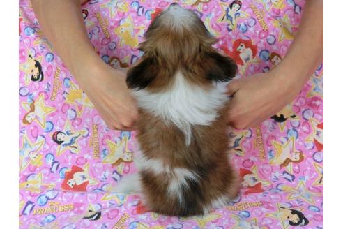 成約済の千葉県のパピヨン-58522の1枚目