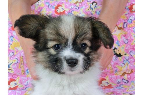 成約済の千葉県のパピヨン-58523の4枚目