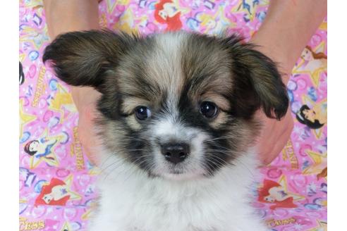 成約済の千葉県のパピヨン-58523の3枚目