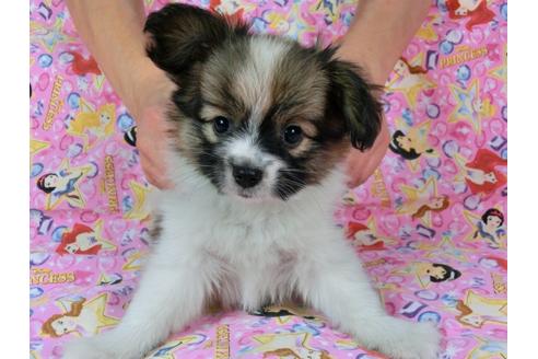 成約済の千葉県のパピヨン-58523の2枚目