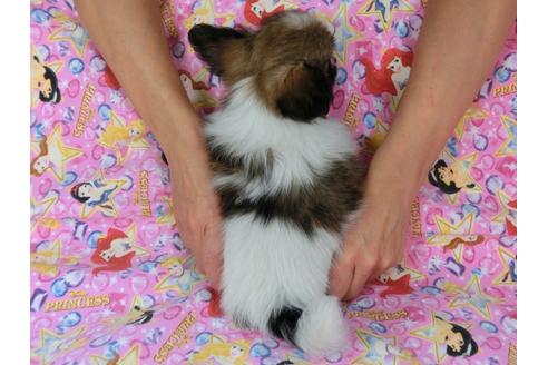 成約済の千葉県のパピヨン-58523の1枚目