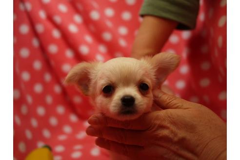 成約済の愛知県のチワワ(ロングコート)-58239の5枚目