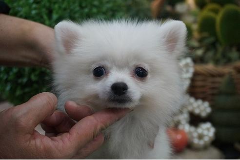 成約済の京都府のポメラニアン-56075の3枚目