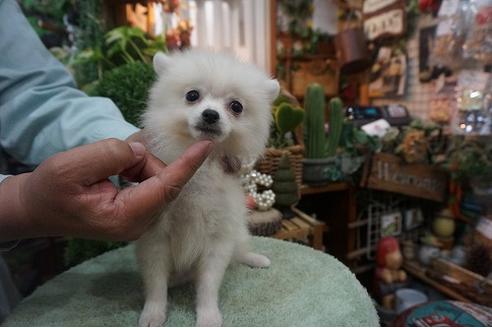 成約済の京都府のポメラニアン-56075の2枚目