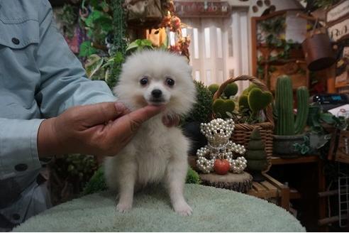 成約済の京都府のポメラニアン-56075の1枚目