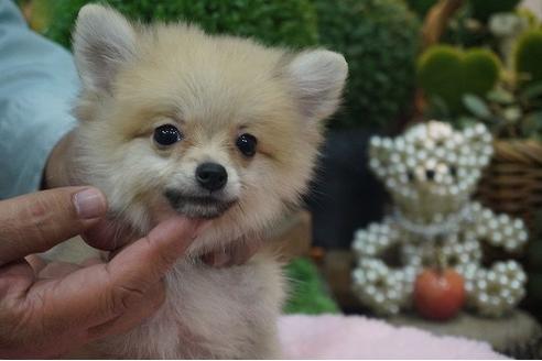 成約済の京都府のポメラニアン-56127の3枚目