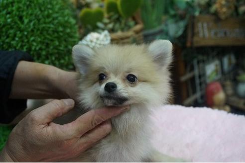 成約済の京都府のポメラニアン-56127の2枚目