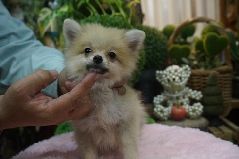 成約済の京都府のポメラニアン-56127の1枚目