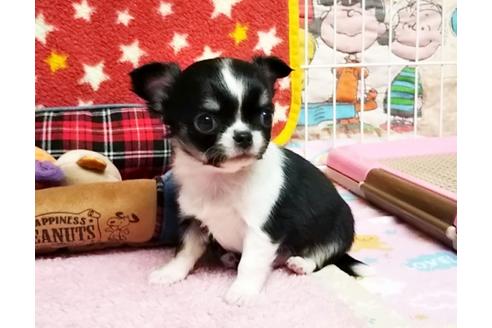 成約済の秋田県のチワワ(ロングコート)-58952の4枚目