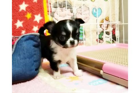 成約済の秋田県のチワワ(ロングコート)-58952の3枚目