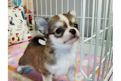 成約済の秋田県のチワワ(ロングコート)-58953の1枚目