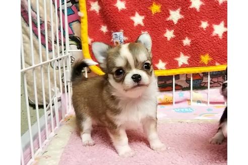 成約済の秋田県のチワワ(ロングコート)-58953の4枚目