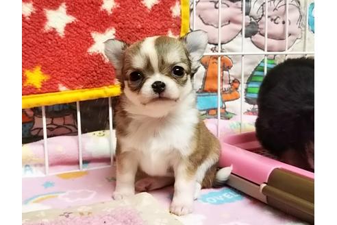 成約済の秋田県のチワワ(ロングコート)-58953の3枚目