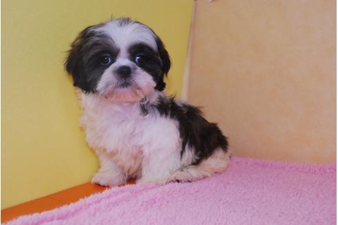 子犬