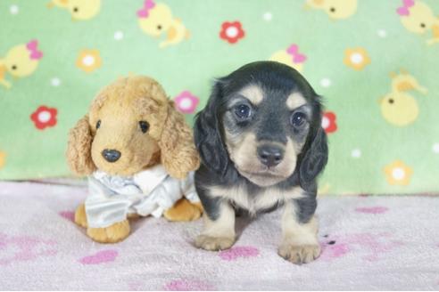 成約済の兵庫県のミニチュアダックスフンド(ロングヘアード)-58966の3枚目