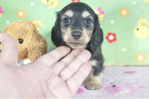 成約済の兵庫県のミニチュアダックスフンド(ロングヘアード)-58966の2枚目