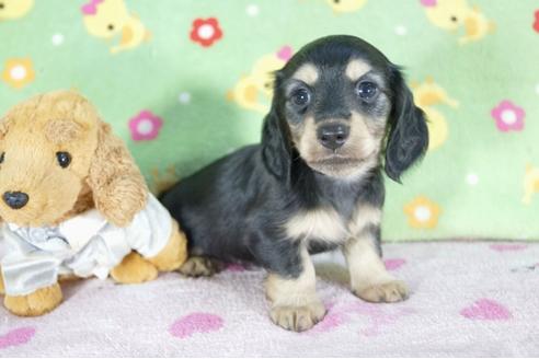 成約済の兵庫県のミニチュアダックスフンド(ロングヘアード)-58966の1枚目