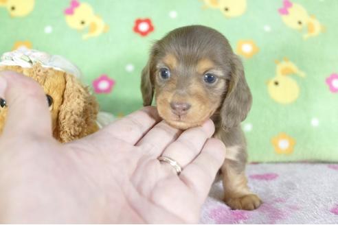 成約済の兵庫県のミニチュアダックスフンド(ロングヘアード)-58967の3枚目