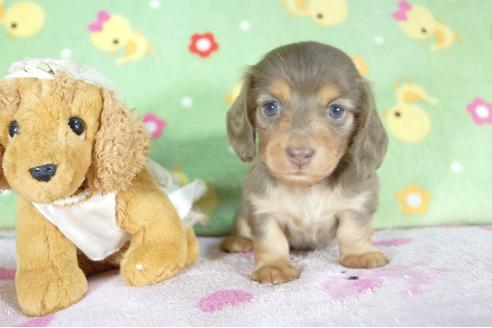 成約済の兵庫県のミニチュアダックスフンド(ロングヘアード)-58967の2枚目