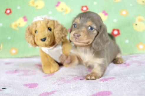 成約済の兵庫県のミニチュアダックスフンド(ロングヘアード)-58967の1枚目