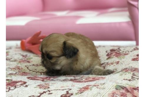 成約済の香川県のミックス犬-58661の4枚目