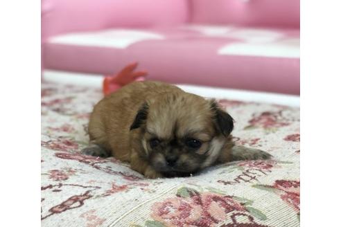 成約済の香川県のミックス犬-58661の3枚目