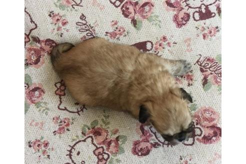 成約済の香川県のミックス犬-58661の2枚目