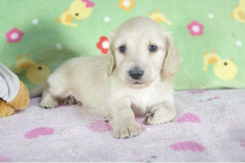 成約済の兵庫県のミニチュアダックスフンド(ロングヘアード)-58968の3枚目