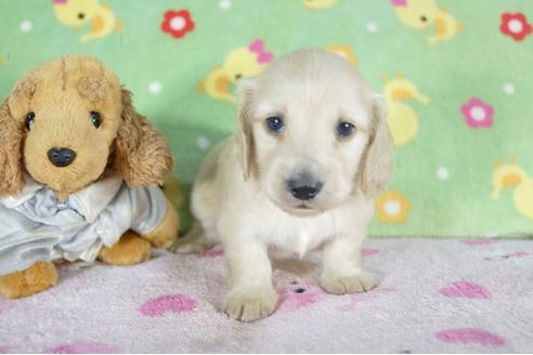 成約済の兵庫県のミニチュアダックスフンド(ロングヘアード)-58968の2枚目